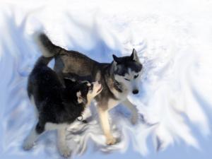 Прикачена снимка