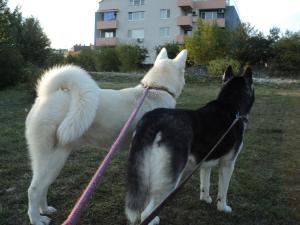 Прикачена снимка