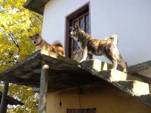 Прикачена снимка