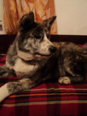 Прикачена снимка