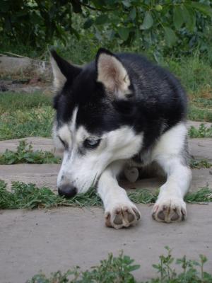 Прикачена снимка