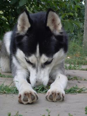Прикачена снимка