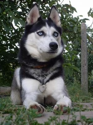 Прикачена снимка