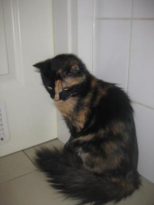 Прикачена снимка