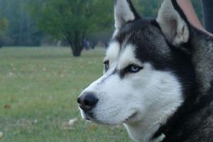 Прикачена снимка