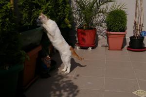 Прикачена снимка
