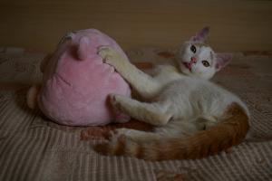 Прикачена снимка