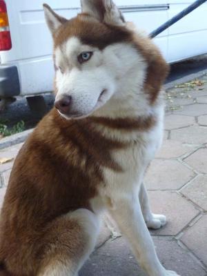 Прикачена снимка