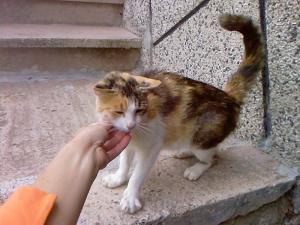 Прикачена снимка