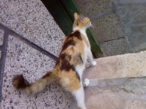Прикачена снимка