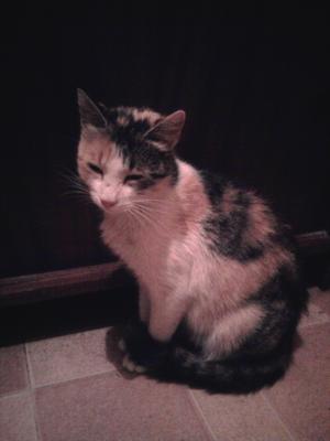 Прикачена снимка