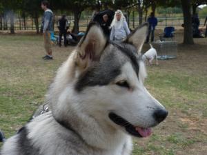 Прикачена снимка