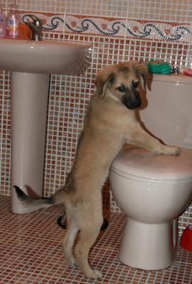 Прикачена снимка