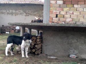 Прикачена снимка