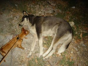 Прикачена снимка