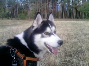 Прикачена снимка
