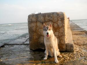 Прикачена снимка