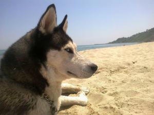Прикачена снимка