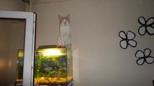 Прикачена снимка