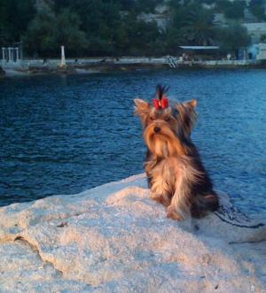 Прикачена снимка