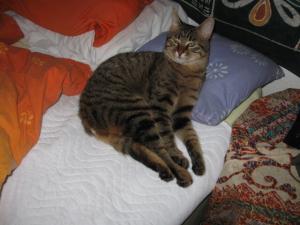Прикачена снимка