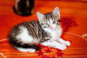 Прикачена снимка