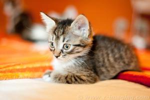 Прикачена снимка