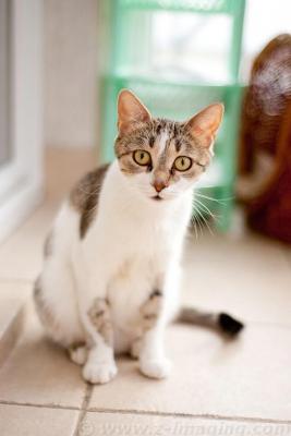 Прикачена снимка