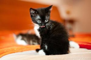 Прикачена снимка