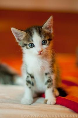 Прикачена снимка