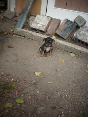 Прикачена снимка