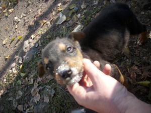 Прикачена снимка