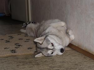 Прикачена снимка