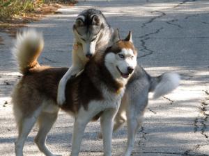 Прикачена снимка