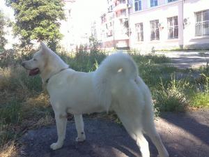 Прикачена снимка