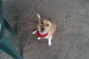 Прикачена снимка