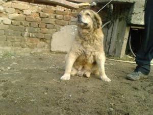 Прикачена снимка