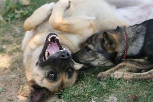 Прикачена снимка