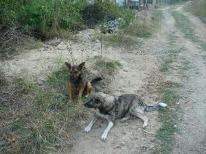 Прикачена снимка