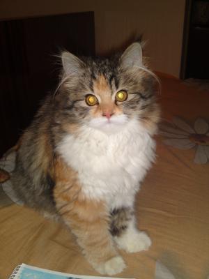 Прикачена снимка