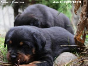Прикачена снимка