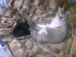 Прикачена снимка