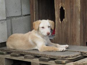Прикачена снимка
