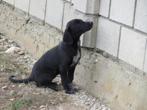 Прикачена снимка