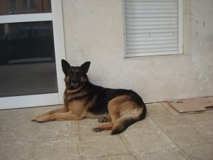 Прикачена снимка