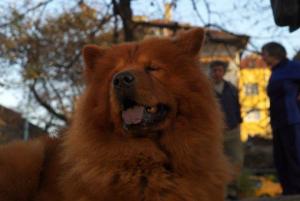 Прикачена снимка