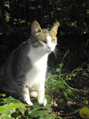 Прикачена снимка