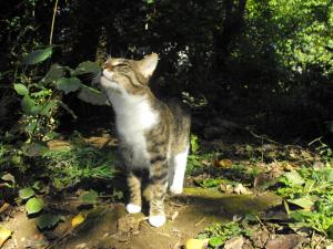 Прикачена снимка