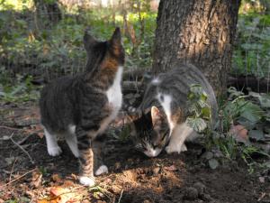 Прикачена снимка