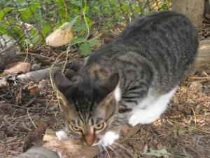 Прикачена снимка